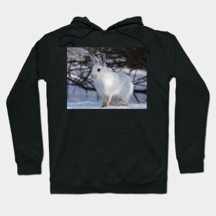 Snowshoe hare Hoodie